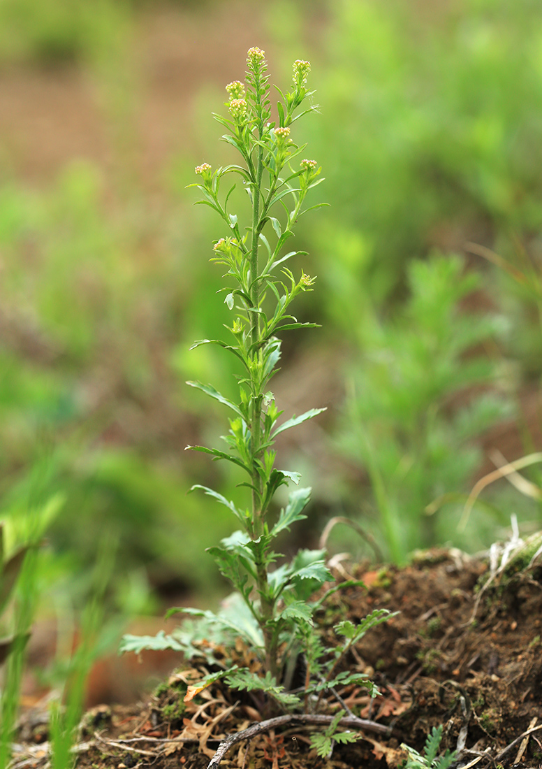 Image of Lepidium densiflorum specimen.