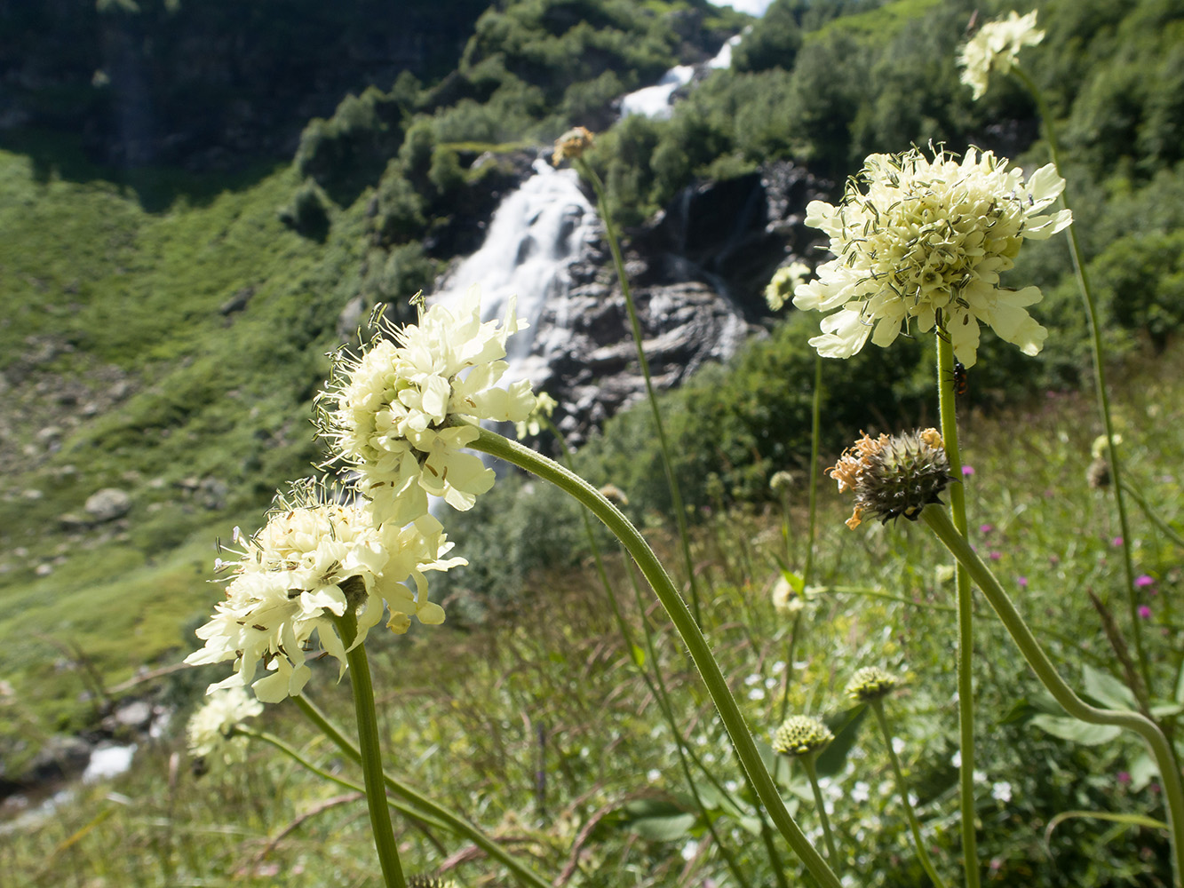 Image of Cephalaria gigantea specimen.