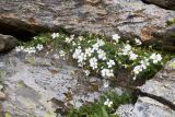 genus Cerastium. Цветущие растения. Карачаево-Черкесия, Урупский р-н, Кавказский биосферный заповедник, Имеретинские озёра, у оз. Буша, ≈ 2800 м н.у.м., на скале. 27.07.2022.