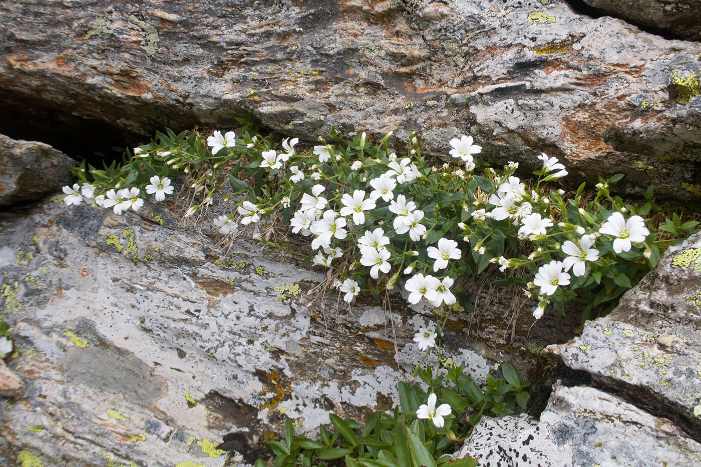 Image of genus Cerastium specimen.