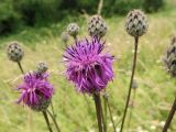 Centaurea scabiosa. Соцветие. Беларусь, Гродненская обл., Новогрудский р-н, объездная дорога, суходольный злаково-разнотравный луг. 08.07.2022.