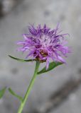 Centaurea jacea. Верхушка побега с соцветием. Томская обл., г. Томск, Академгородок, у дороги. 15.07.2021.