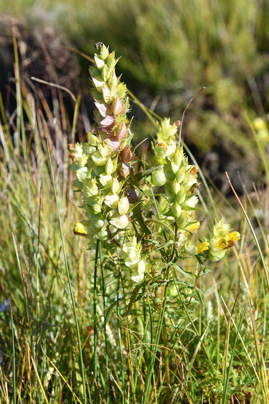 Image of genus Rhinanthus specimen.