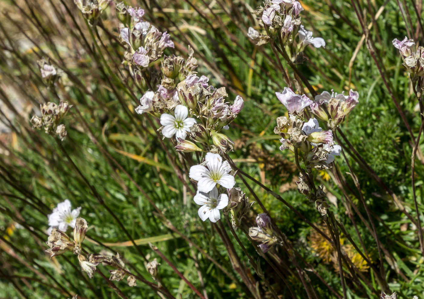 Image of Gypsophila tenuifolia specimen.