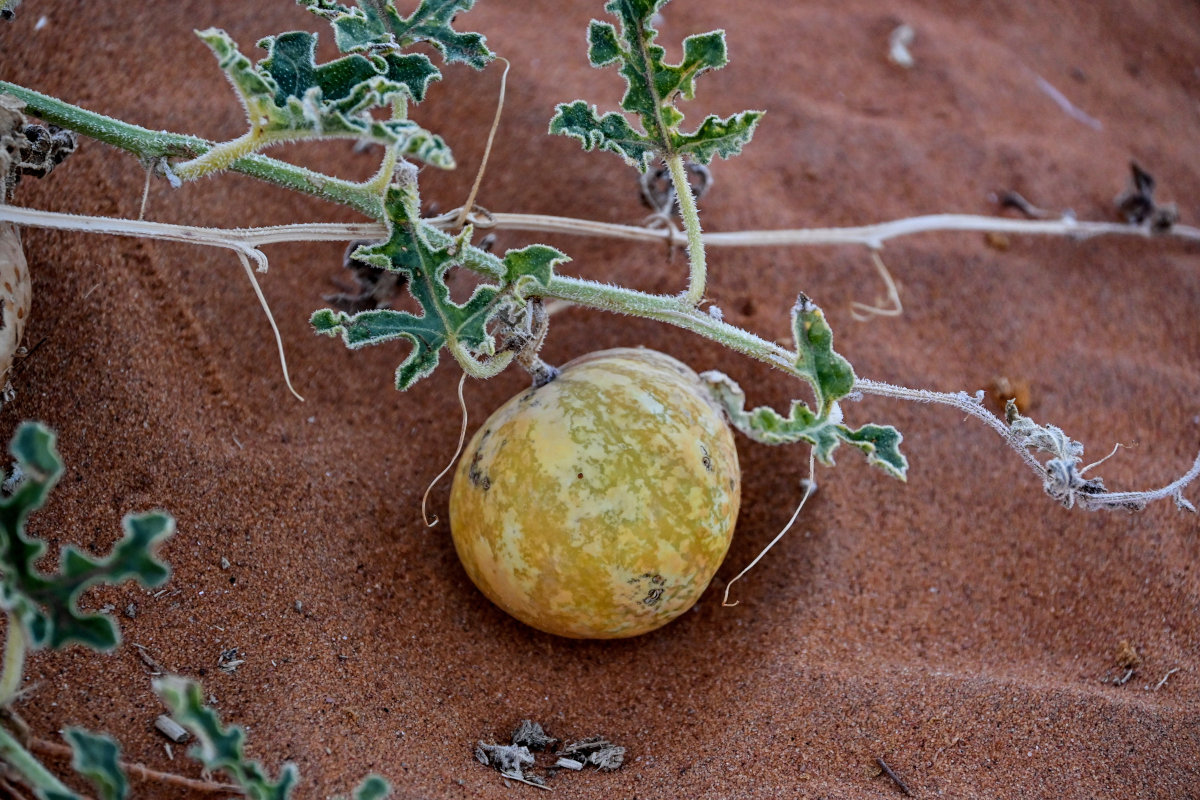 Image of Citrullus colocynthis specimen.