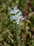 genus Ornithogalum. Соцветие. Армения, обл. Арагацотн, окр. с. Тегер, ≈ 1700 м н.у.м., луговой склон. 20.06.2022.