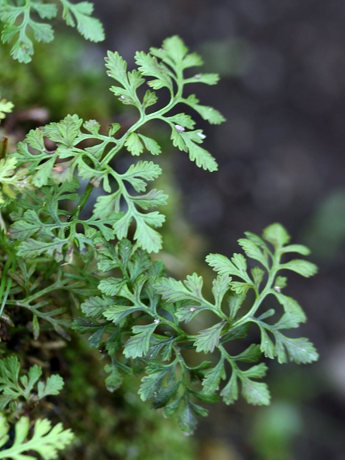 Image of Cryptogramma crispa specimen.