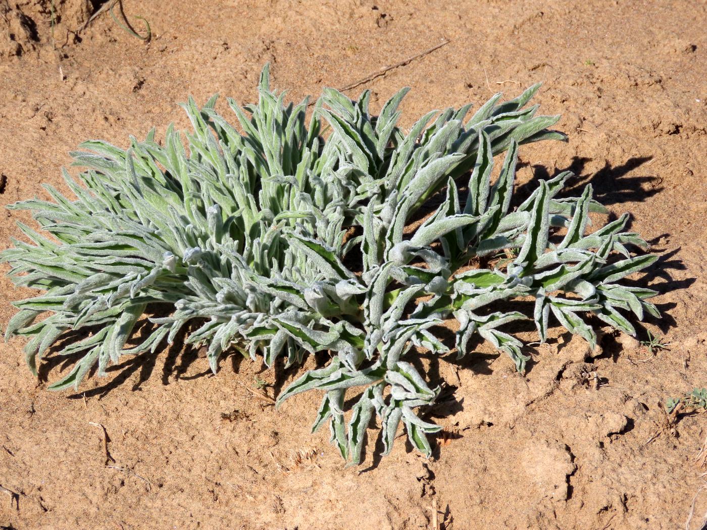 Изображение особи Ferula foetida.