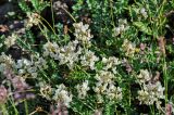 Astragalus multicaulis. Верхушки побегов с соцветиями и кормящимся жуком. Алтай, Кош-Агачский р-н, устье р. Тыдтугем, пойменная терраса. 01.07.2021.