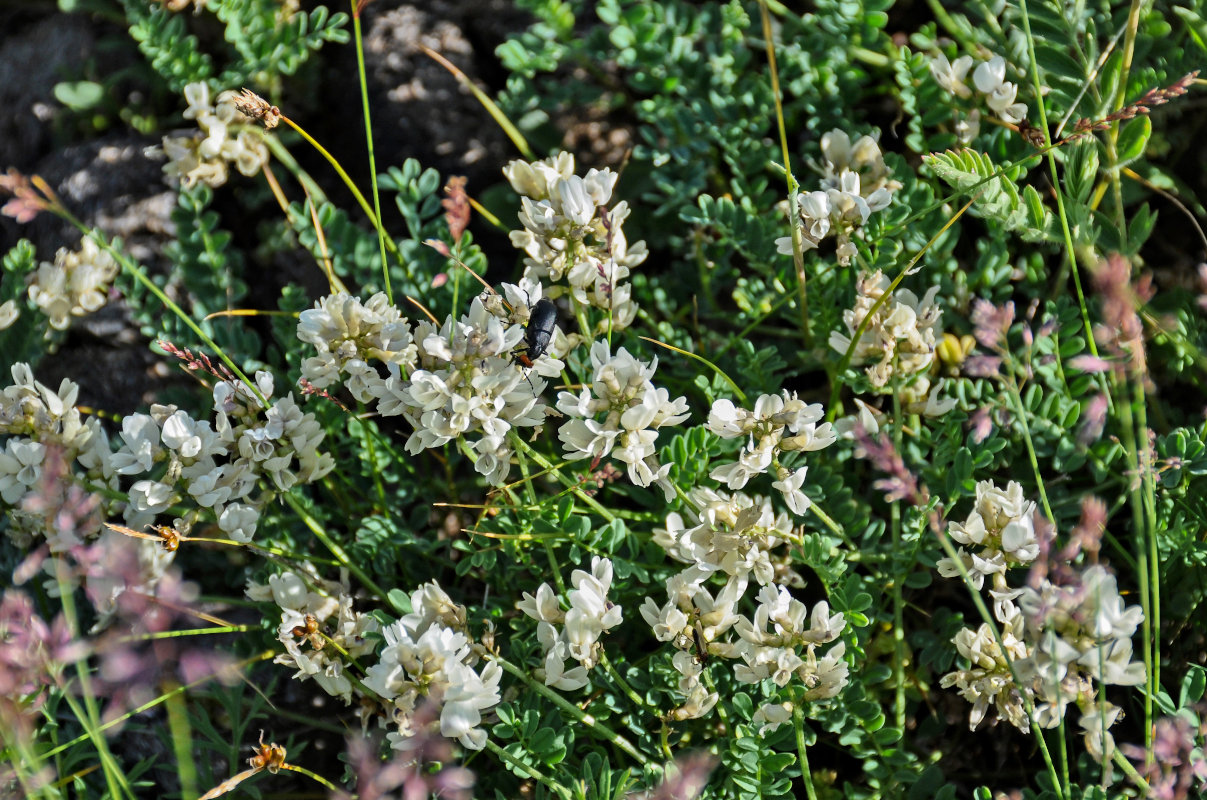 Изображение особи Astragalus multicaulis.