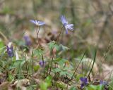 Anemone banketovii