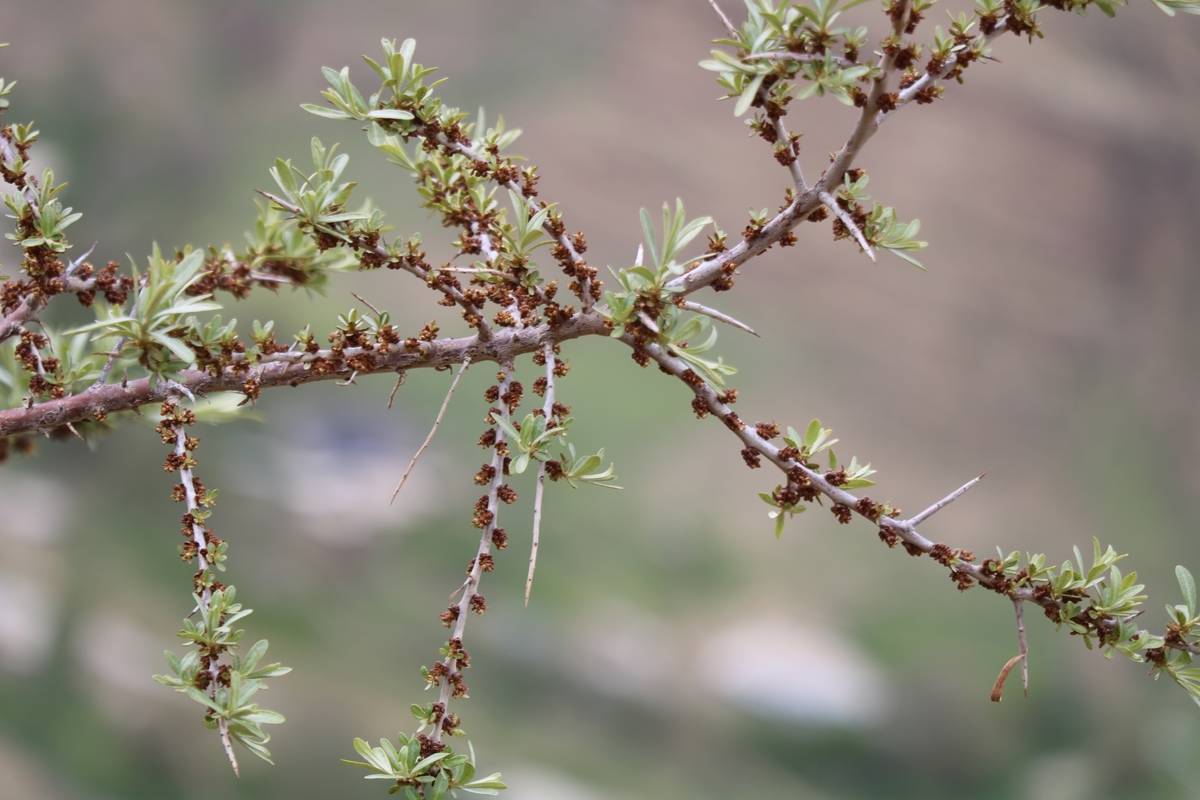 Image of Hippophae rhamnoides specimen.