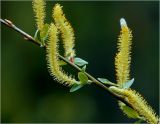 Salix triandra