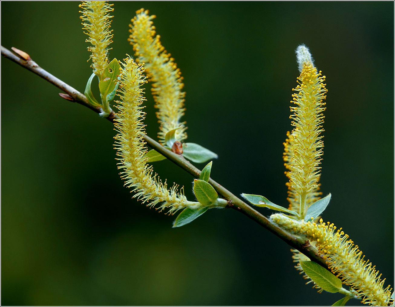 Image of Salix triandra specimen.