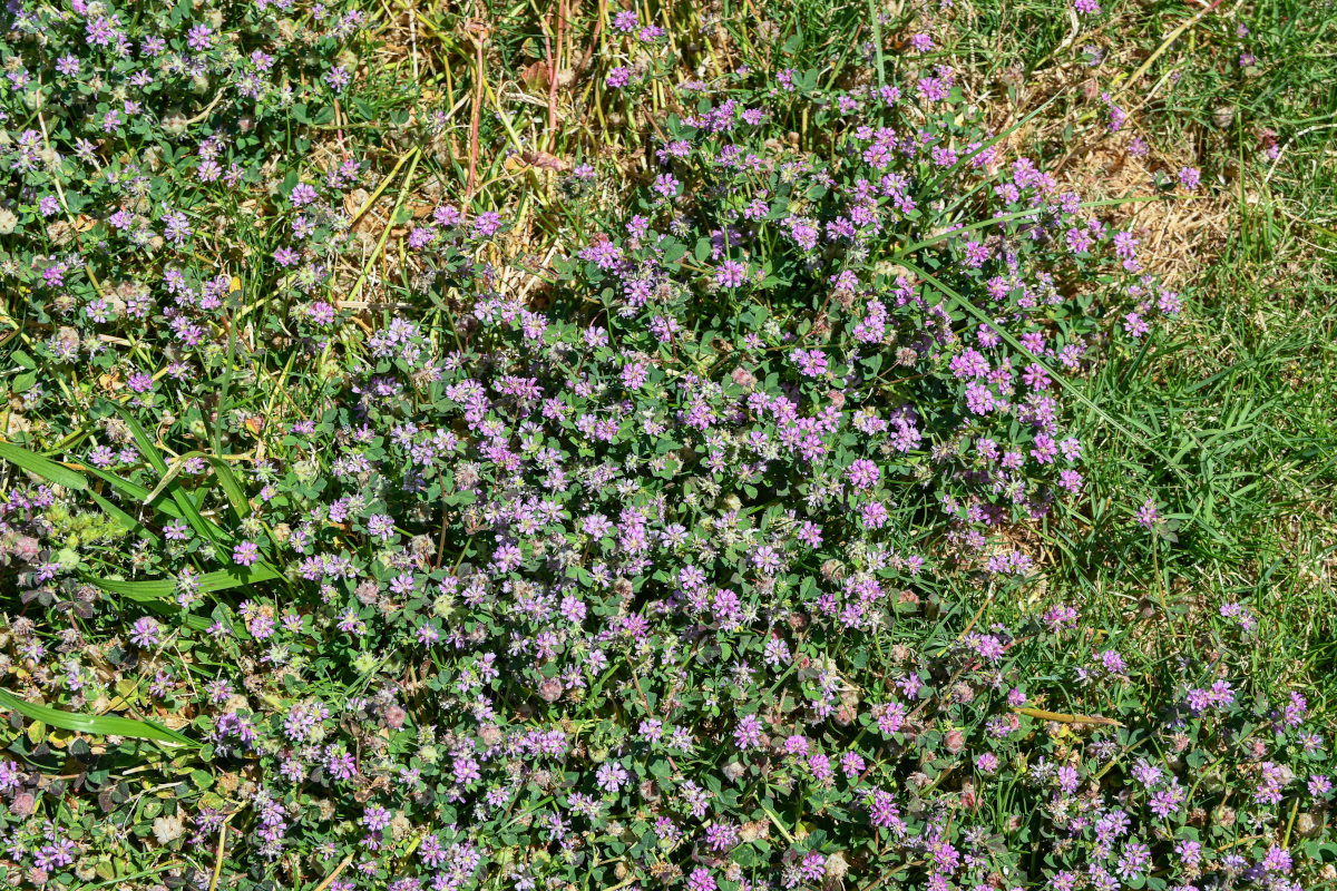 Изображение особи Trifolium tomentosum.