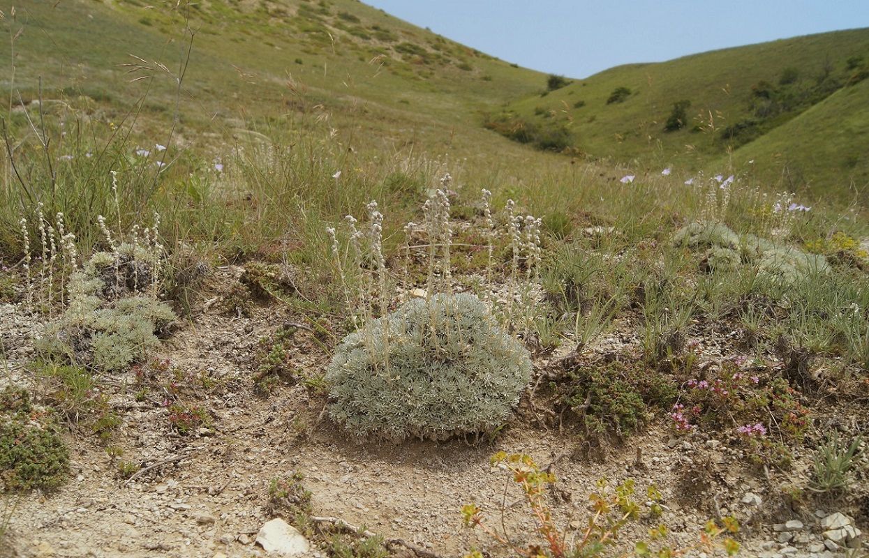 Изображение особи Artemisia caucasica.