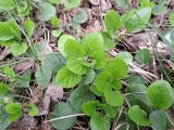 Pyrola rotundifolia. Растения с развивающимися соцветиями. Карелия, Прионежский р-н, пос. Пай, опушка смешанного леса. 10.06.2023.