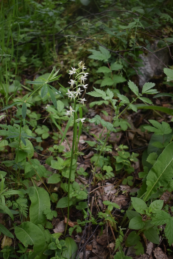 Image of Platanthera bifolia specimen.