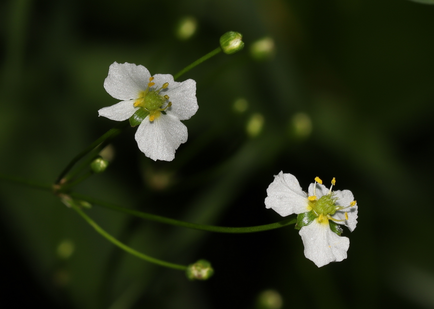 Image of Alisma plantago-aquatica specimen.