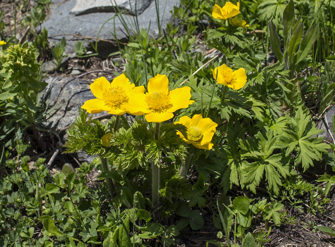 Image of Pulsatilla aurea specimen.