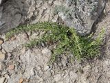 genus Thesium