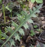 Cirsium palustre