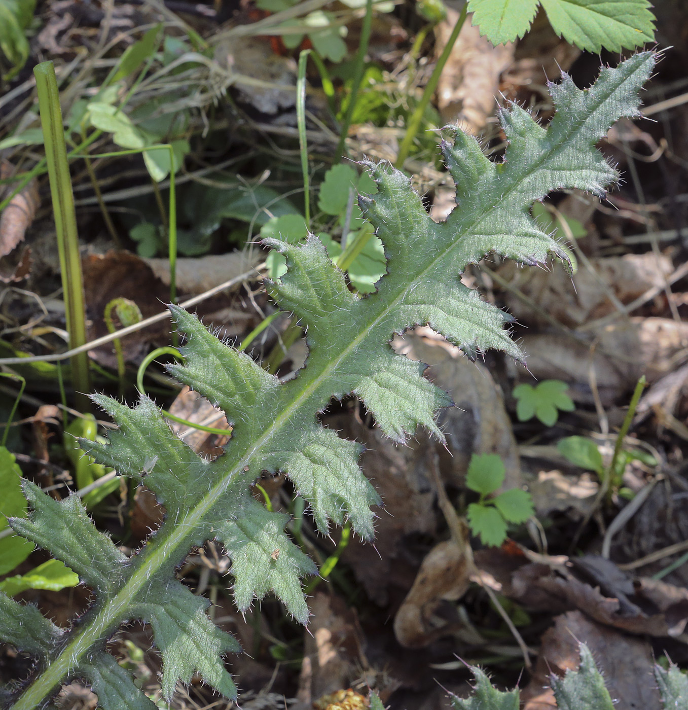Image of Cirsium palustre specimen.