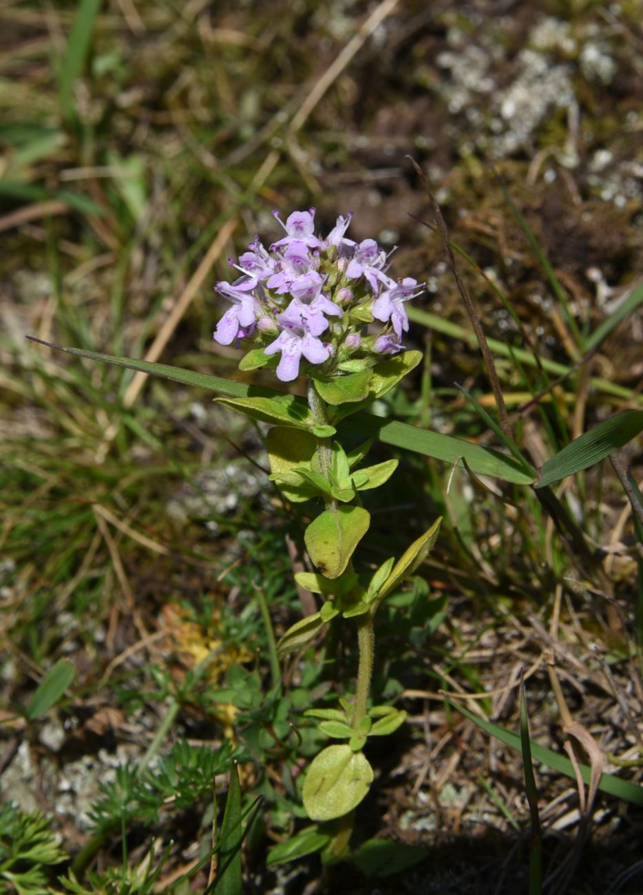 Image of Thymus caucasicus specimen.
