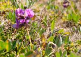 Lathyrus japonicus subspecies pubescens. Верхушка цветущего растения. Мурманская обл., Кольский р-н, сельское поселение Териберка, о. Кильдин, южный берег оз. Могильное, вороничная тундра. 24.06.2023.