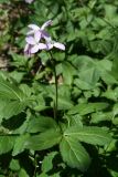 Cardamine quinquefolia