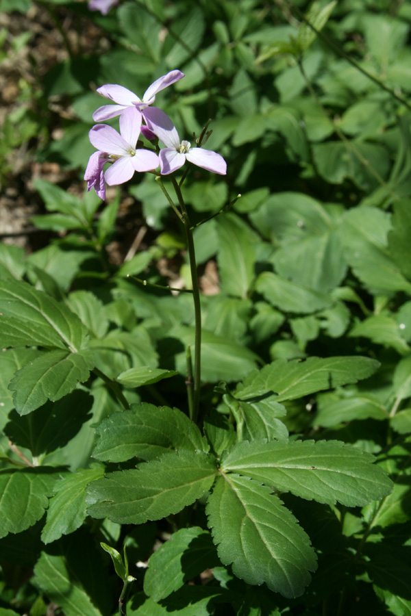 Image of Cardamine quinquefolia specimen.