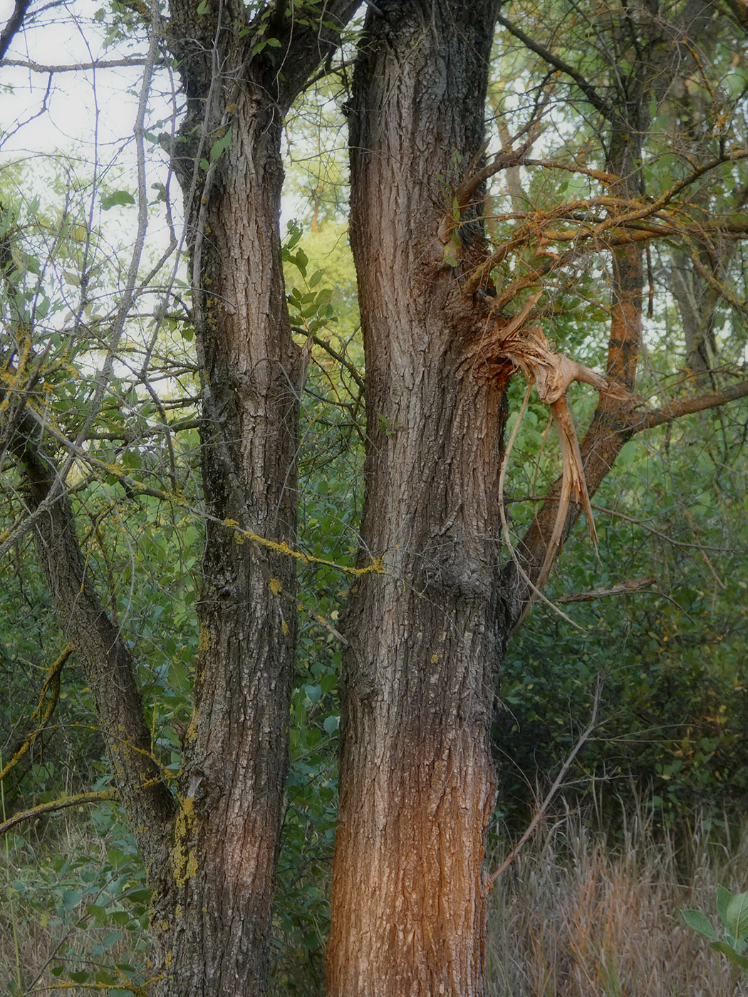 Image of Ulmus pumila specimen.