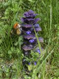 Ajuga pyramidalis. Цветущее растение с фуражирующим шмелём (?). Испания, автономное сообщество Каталония, провинция Жирона, комарка Рипольес, муниципалитет Сеткасес, пологий склон южной экспозиции, 1720 м н.у.м., поляна в сосновом (Pinus uncinata) лесу. 08.06.2021.