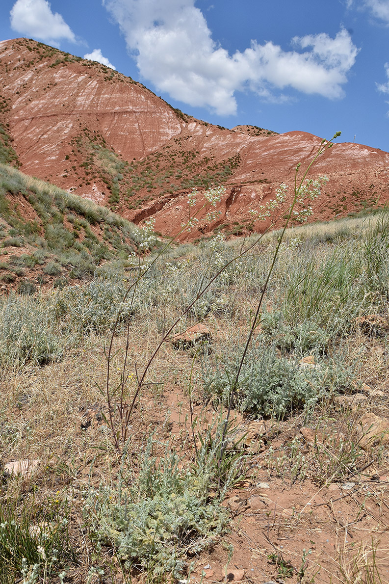 Image of Silene wolgensis specimen.