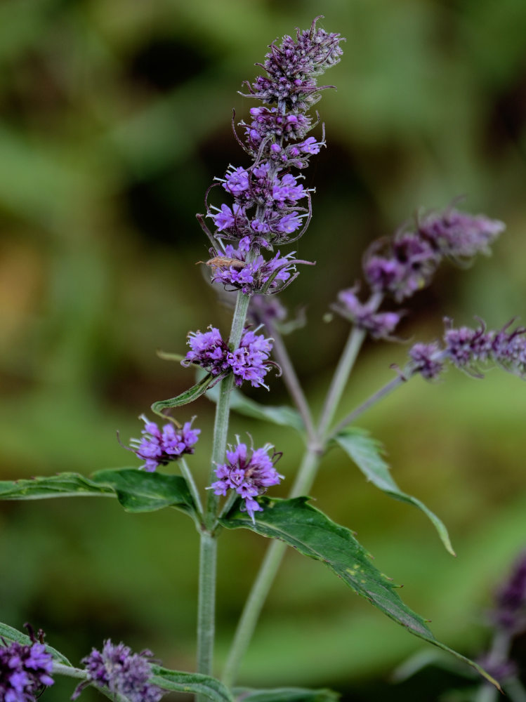 Изображение особи Mentha asiatica.