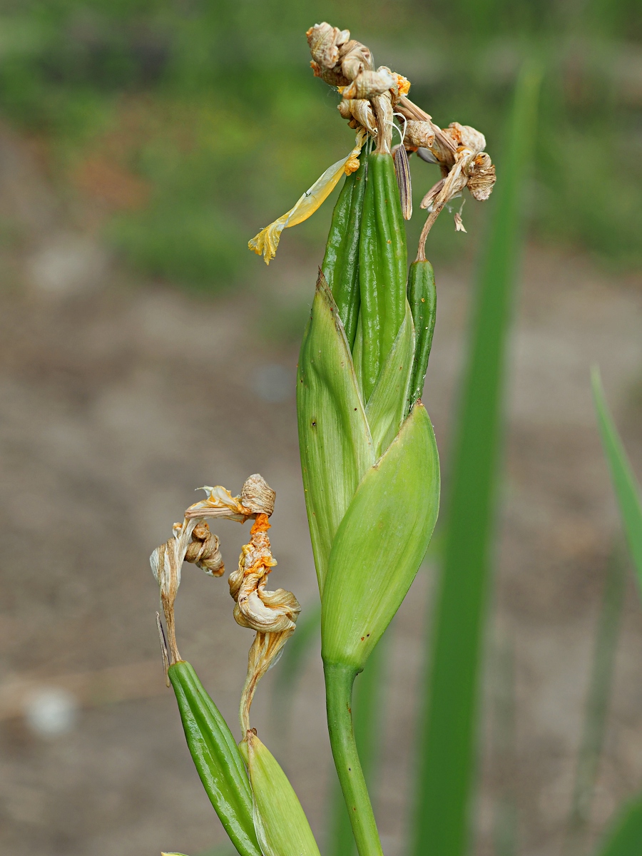 Image of Iris pseudacorus specimen.