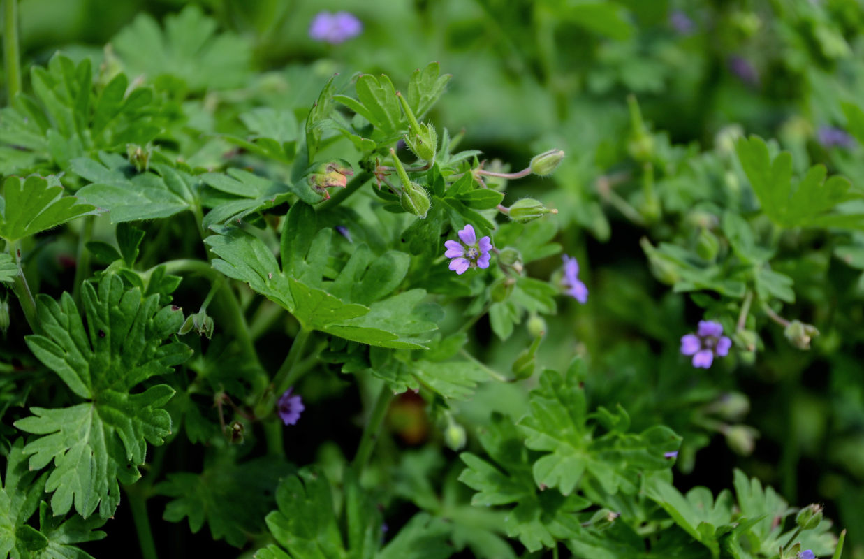 Изображение особи Geranium pusillum.