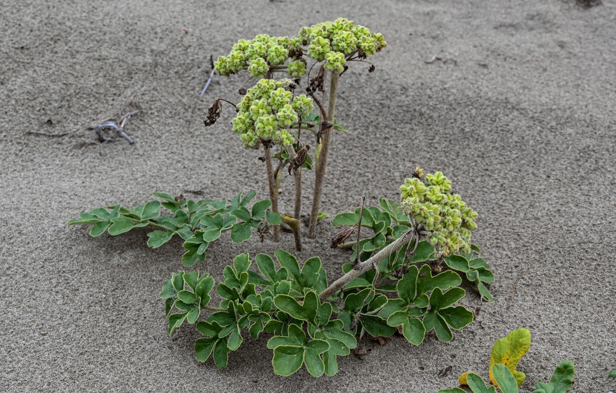 Image of Glehnia litoralis specimen.