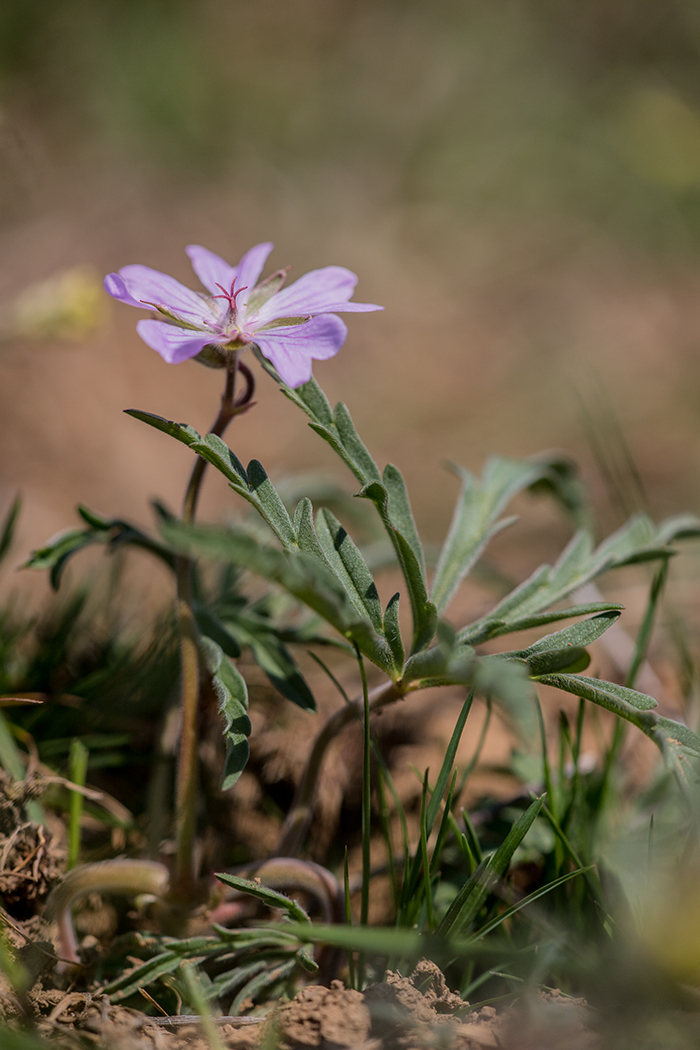 Изображение особи Geranium tuberosum.