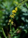 Agrimonia eupatoria. Часть соцветия. Грузия, Самцхе-Джавахети, окр. крепости Ацкури, луг. 12.06.2023.