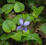 Viola reichenbachiana. Цветок в каплях росы. Абхазия, Гудаутский р-н, Рицинский реликтовый национальный парк, долина р. Юпшара, широколиственный лес. 13.04.2024.