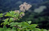 Aralia cordata. Верхушка побега с незрелым соплодием. Курильские о-ва, о-в Итуруп, долина р. Водопадная, поросший Sasa крутой склон. 17.08.2023.