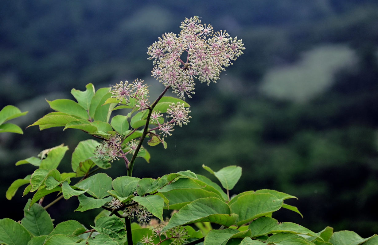 Изображение особи Aralia cordata.