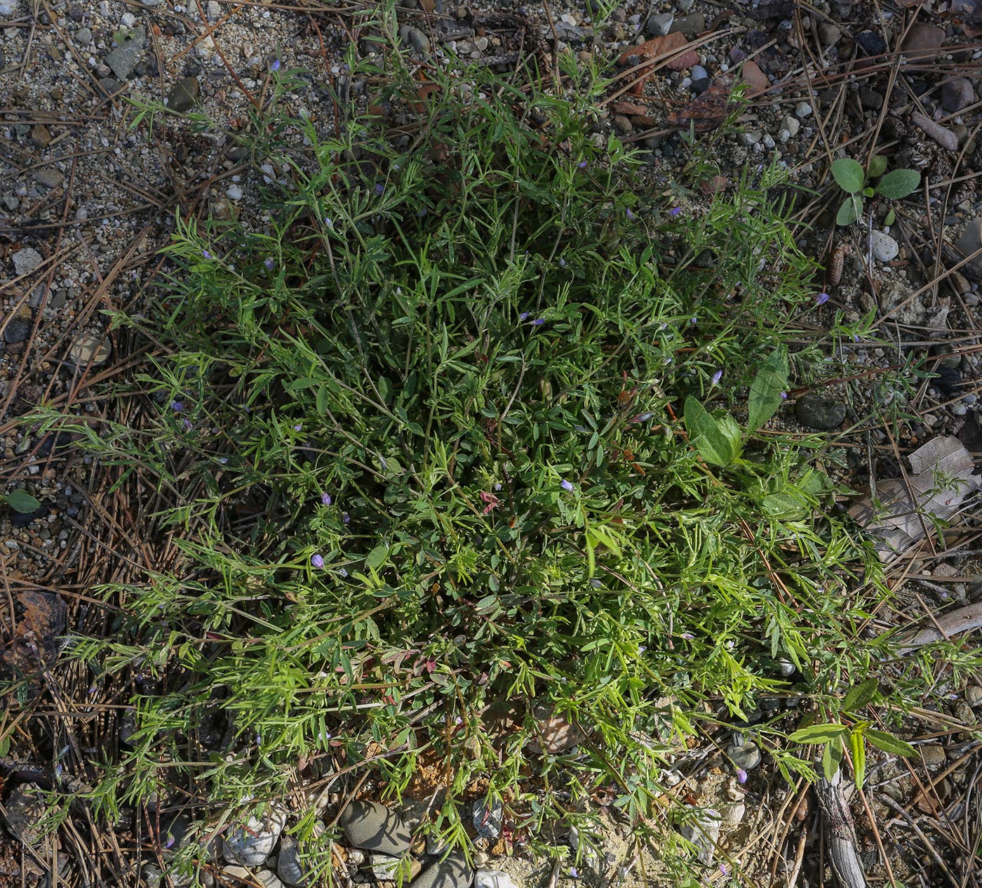 Изображение особи семейство Fabaceae.