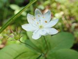 Trientalis europaea