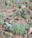 genus Artemisia