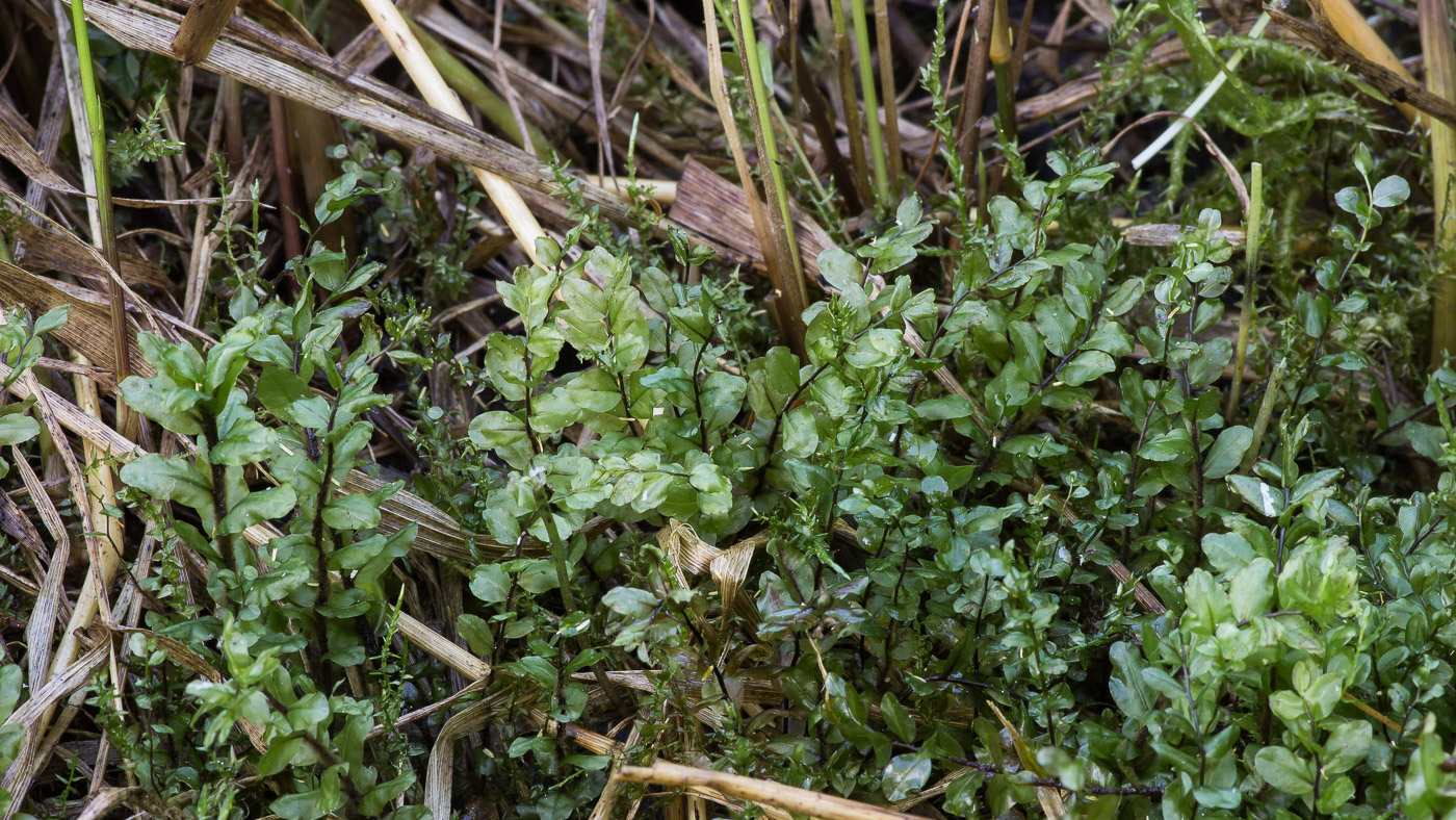 Image of Rhizomnium pseudopunctatum specimen.