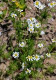 Tripleurospermum inodorum