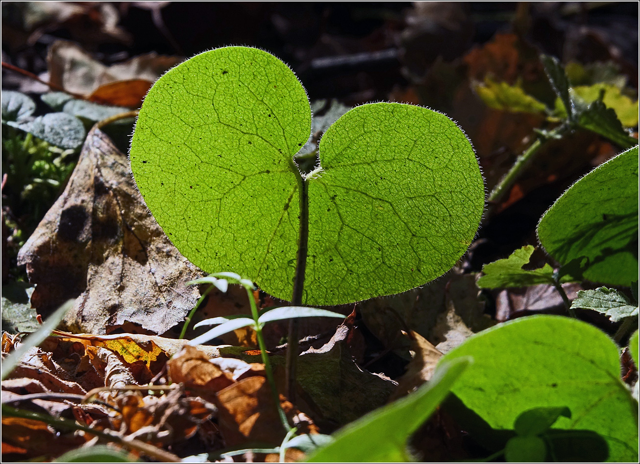 Image of Asarum europaeum specimen.