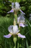 Iris squalens
